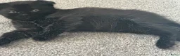 Scottish Fold cats for sale: Scottish fold kittens  in Dewsbury - Advert 23