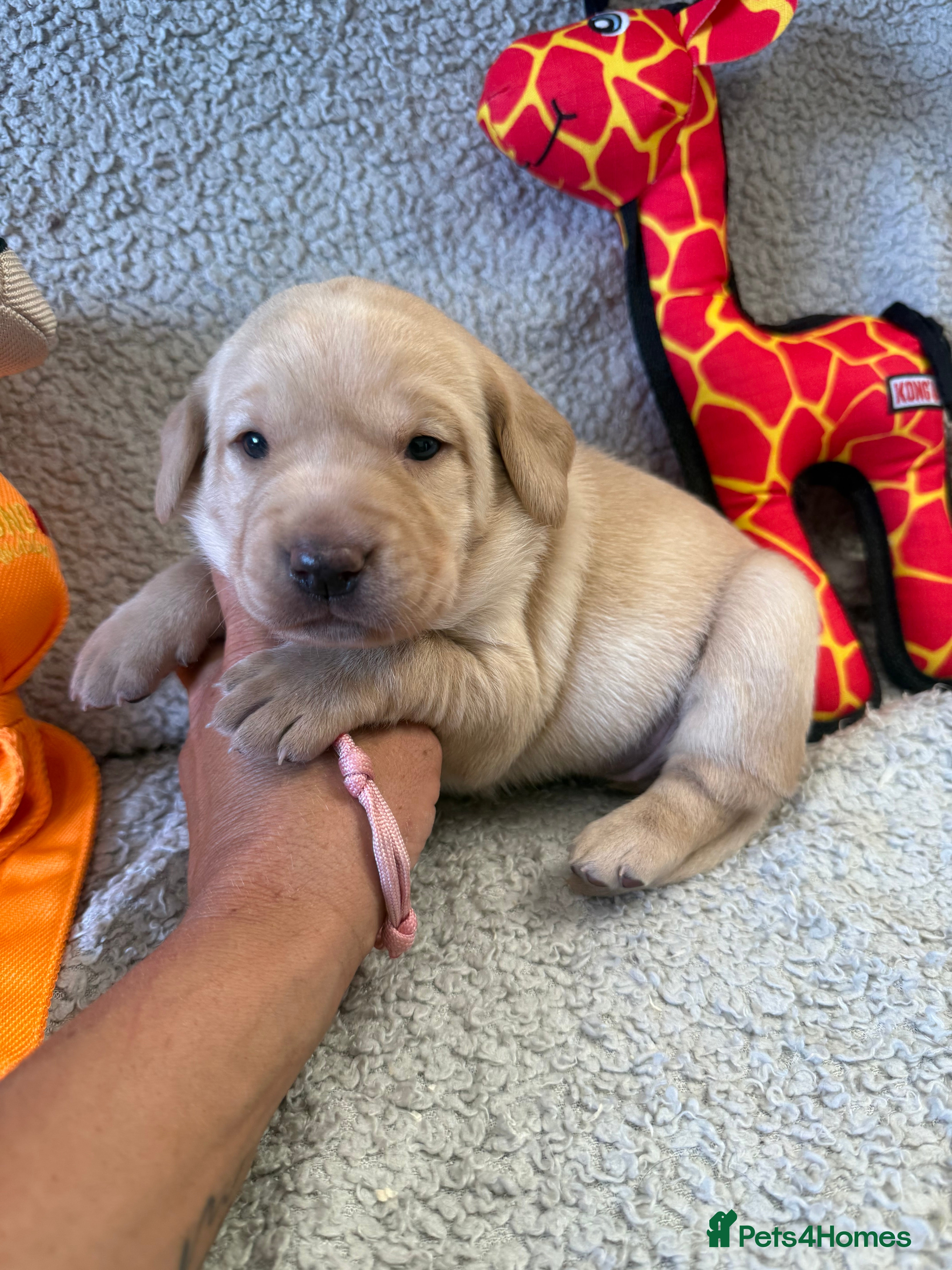 Labrador Retriever dogs 🐾7 Stunning Labrador Puppy’s 👀 🏡 🐾 - Advert 2