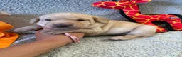 Labrador Retriever dogs for sale: 🐾1 Stunning Labrador Puppy left 👀 🏡 🐾 - Advert 17
