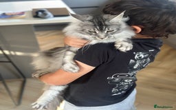 Maine Coon cats for sale: GCCF Registered Maine Coon Full of Affection  - Image 5