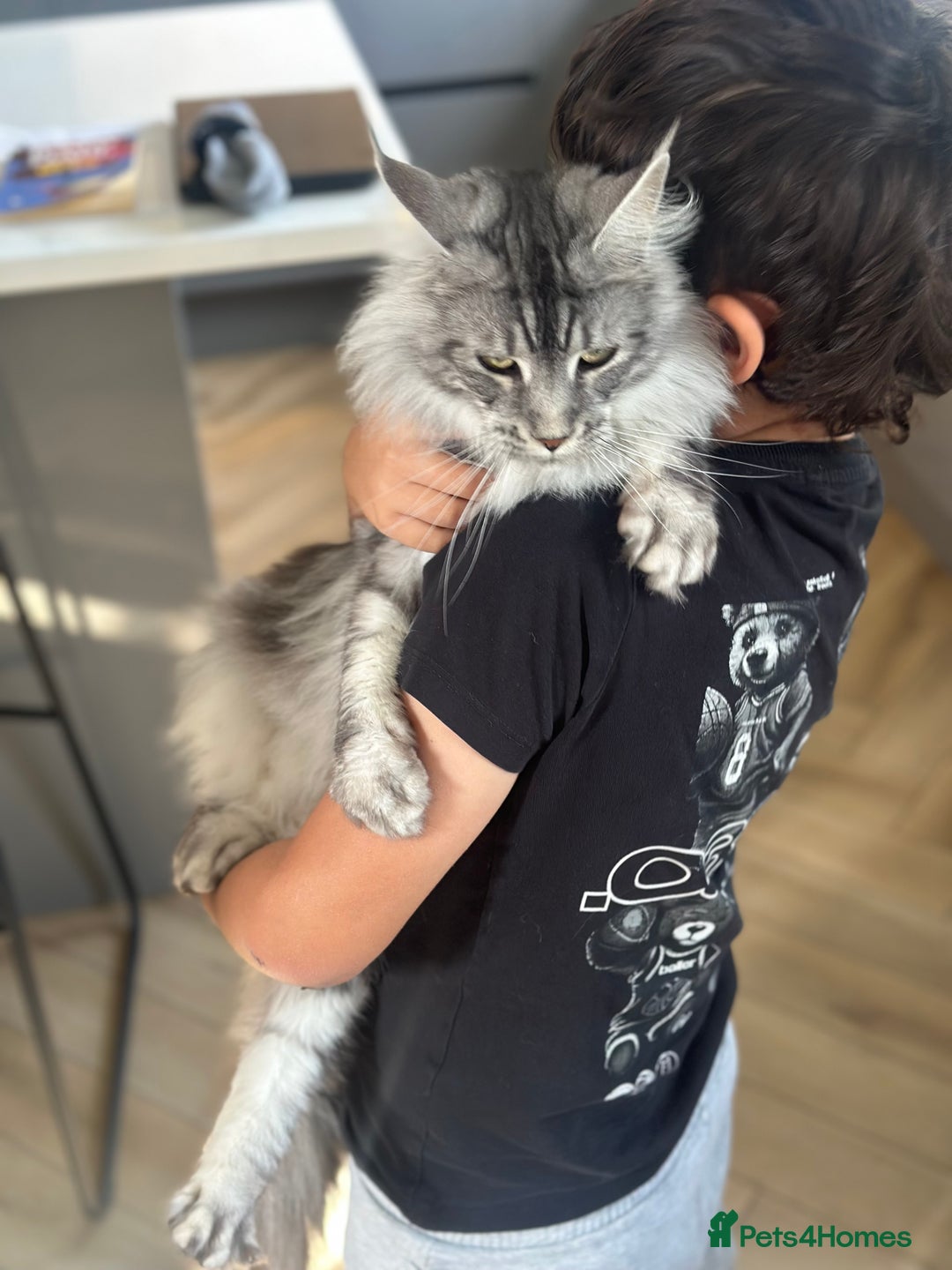 Maine Coon cats for sale: GCCF Registered Maine Coon Full of Affection  - Image 5