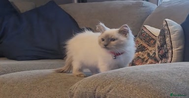 Ragdoll cats - Advert 10