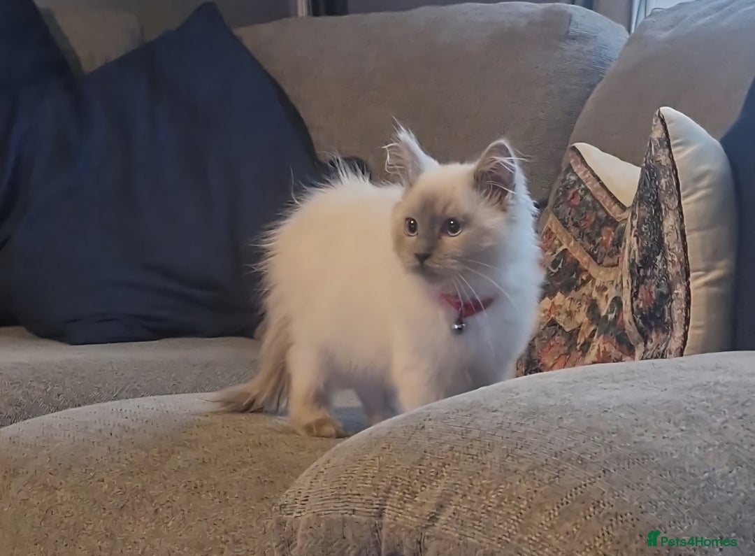 Ragdoll cats for sale: Adorable ragdoll kittens  - Image 2