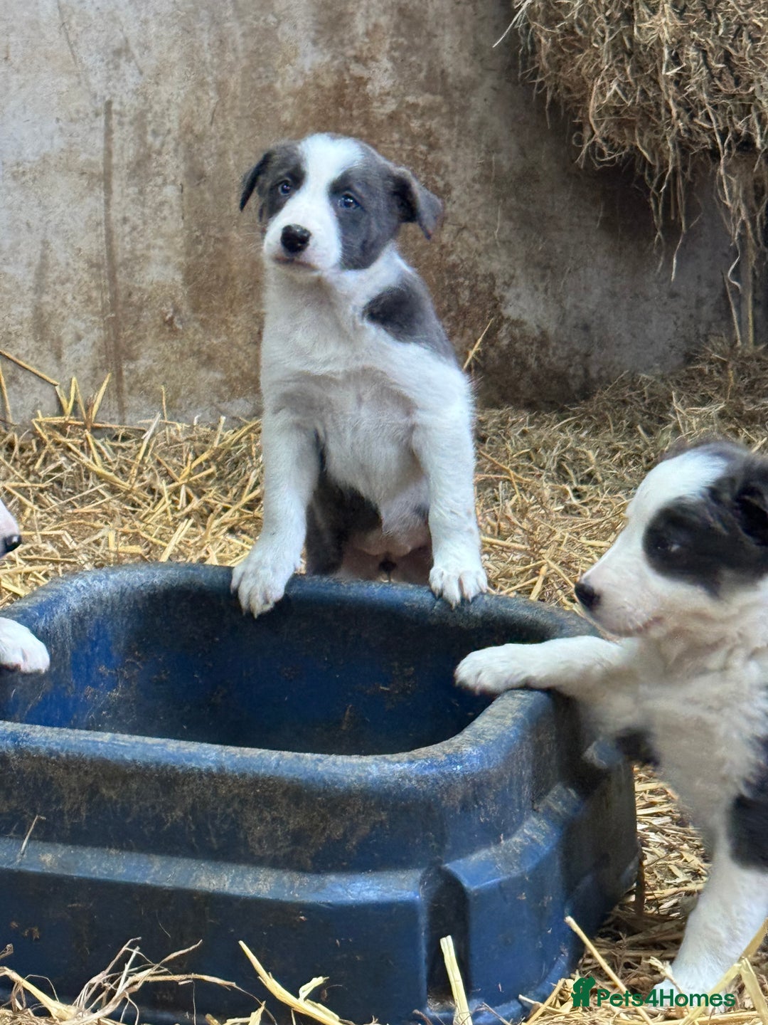 Border Collie dogs for sale: 5 border collie puppies from working parents - Advert 3