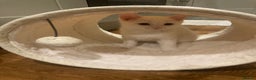 Turkish Van cats for sale: Gorgeous Turkish Van Kittens - Advert 7
