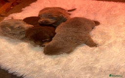 German Shepherd dogs for sale: Working KC GSD German shepherd puppies  - Image 20