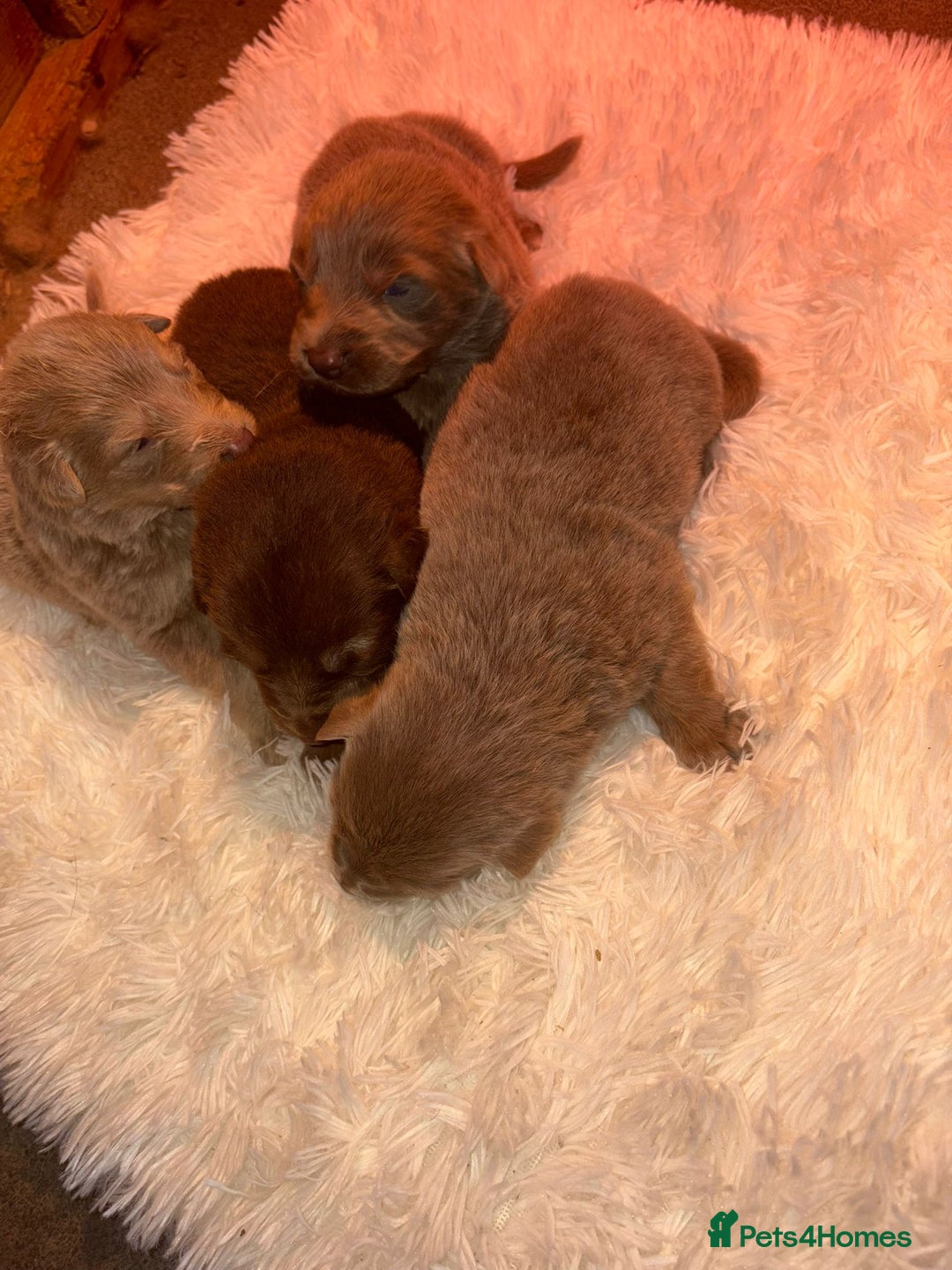 German Shepherd dogs for sale: Working KC GSD German shepherd puppies  - Image 20