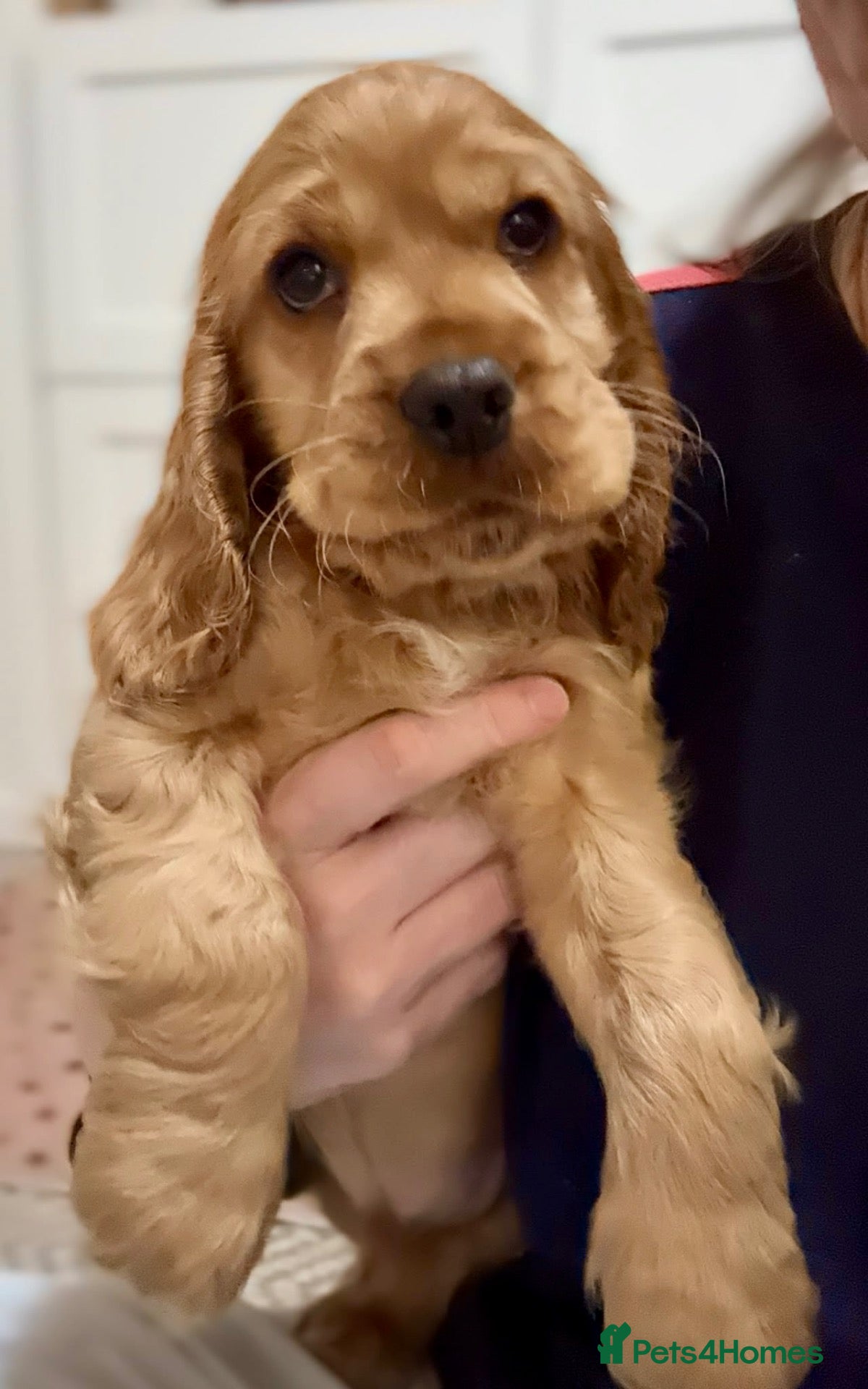 Cocker Spaniel dogs for sale: Red Sable show cocker spaniel male - Advert 3