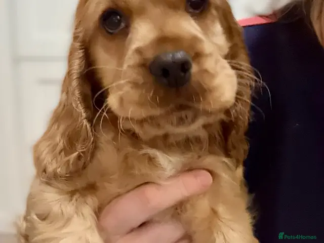 Cocker Spaniel dogs for sale: Red Sable show cocker spaniel male - Advert 3