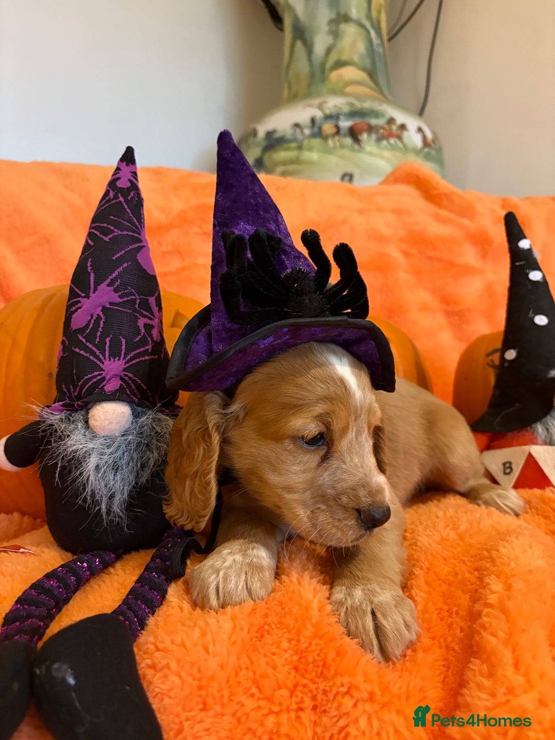 Cocker Spaniel dogs for sale: Cocker spaniels  - Image 11