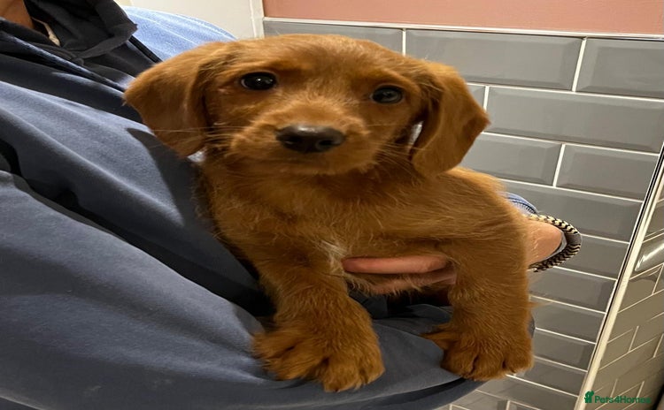 Labradoodle dogs Last Boy Miniature Fox Red Labradoodles  - Advert 7