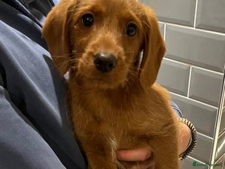 Labradoodle dogs Last Boy Miniature Fox Red Labradoodles - Advert 4