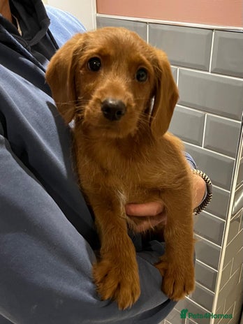 Labradoodle dogs Last Boy Miniature Fox Red Labradoodles - Advert 7