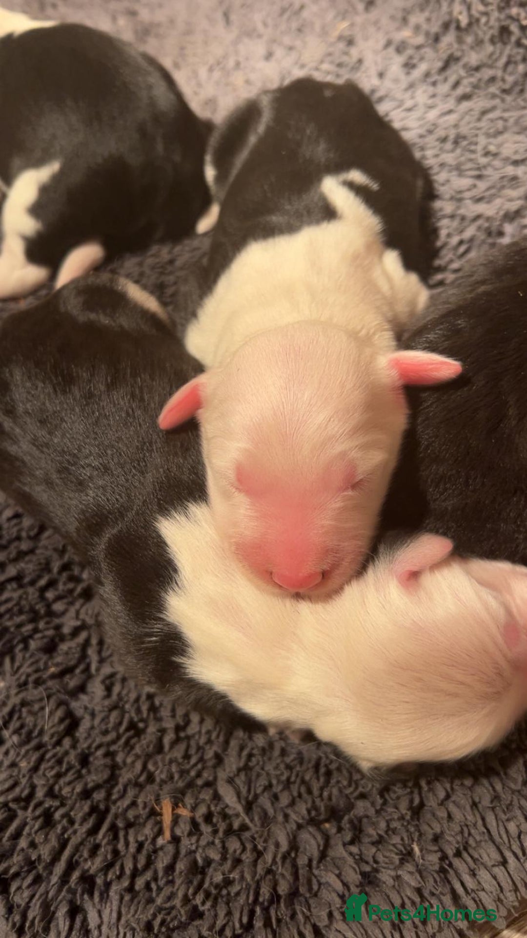 Old English Sheepdog dogs for sale: Kennel Club Reg Old English Sheepdog Puppies - Image 11