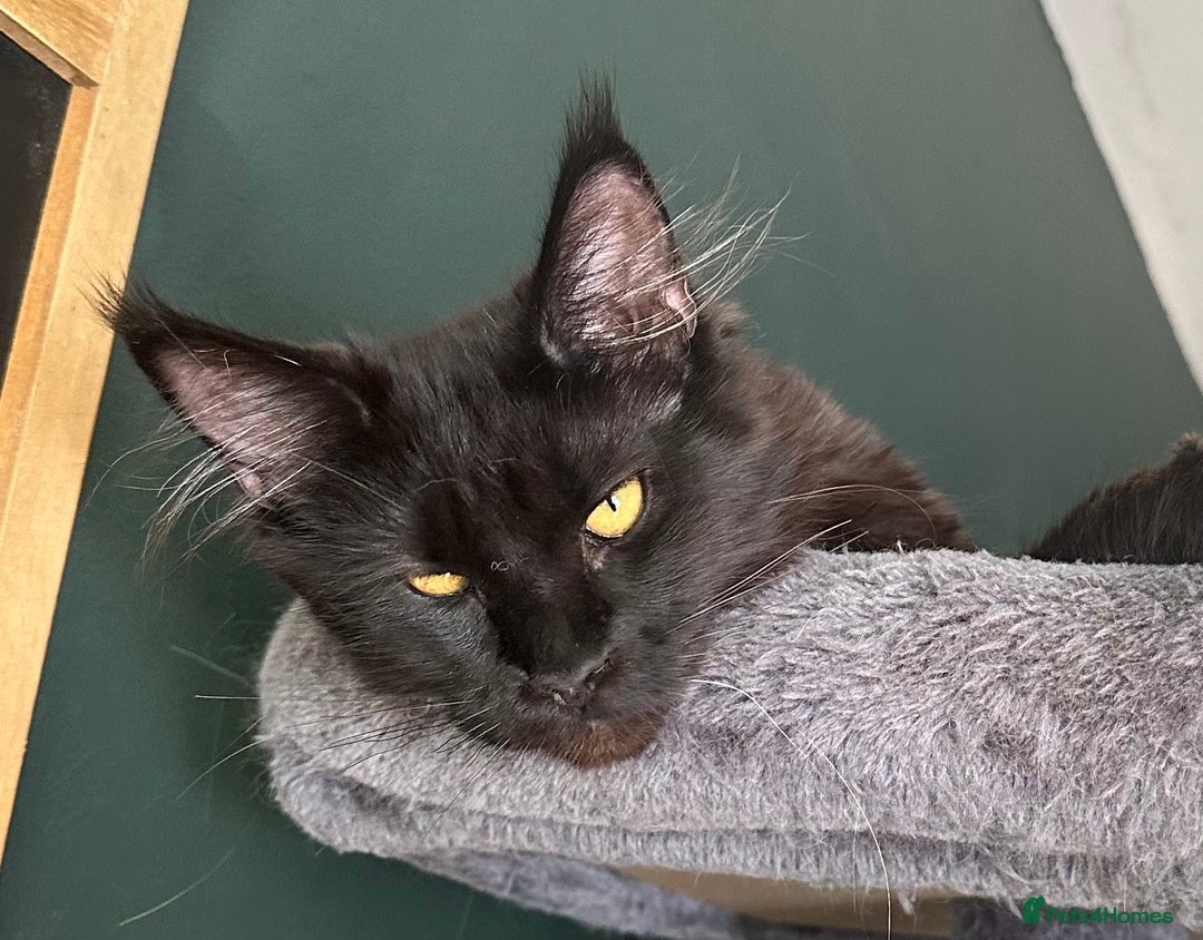 Maine Coon cats for sale:  Tica active registered Beauitful big kittens  in Wednesbury - Image 21