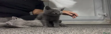 British Shorthair 7