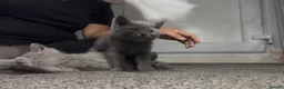 British Shorthair cats for sale: British short hair kittens - Advert 9