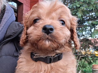 Cavapoo dogs Adorable F1 Cavapoo puppies - Advert 2