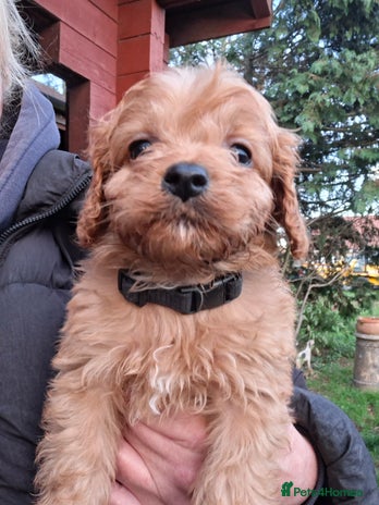 Cavapoo dogs Adorable F1 Cavapoo puppies - Advert 11