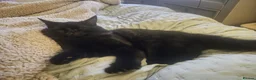 Mixed Breed cats for sale: Milo  - Advert 3