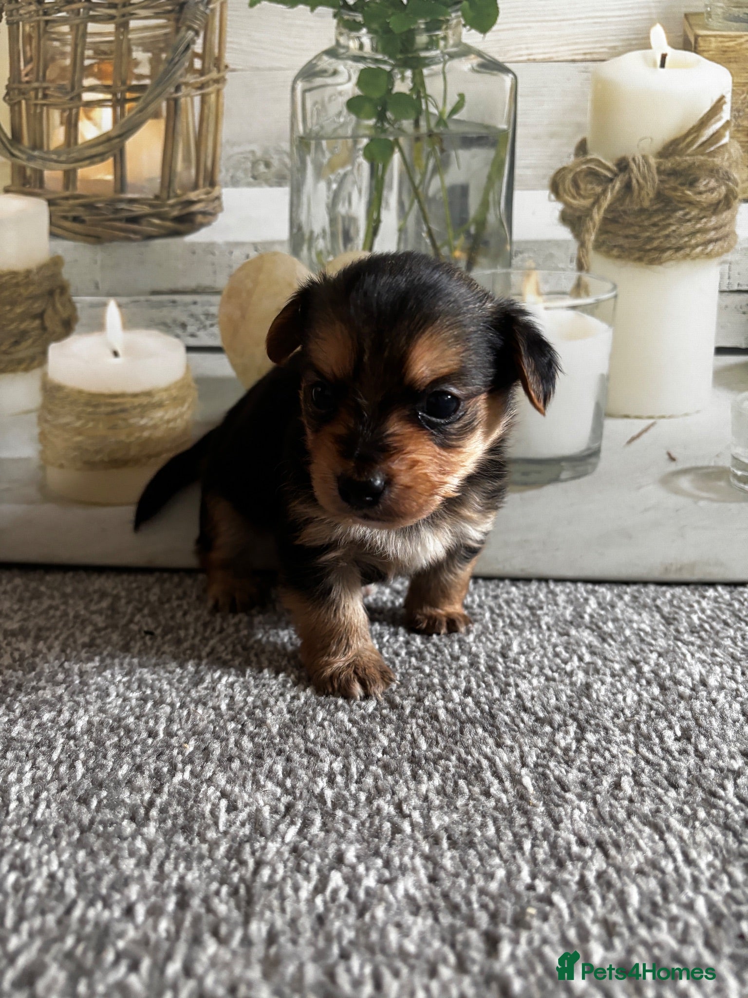 Yorkshire Terrier dogs Gorgeous Yorkshire terriers  - Advert 9