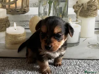 Yorkshire Terrier dogs Gorgeous Yorkshire terriers(1 boy left) - Advert 2