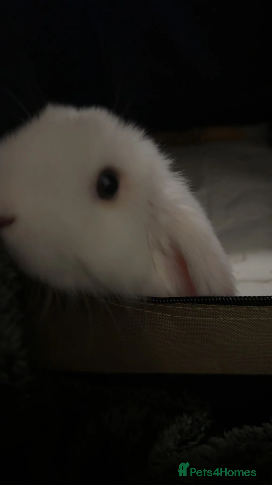 English rabbits for sale:  Beautiful soft white rabbit requires new home - Advert 2