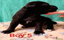 Staffordshire Bull Terrier dogs for sale: KC Registered Champions Bloodline Show Quality  - Image 12