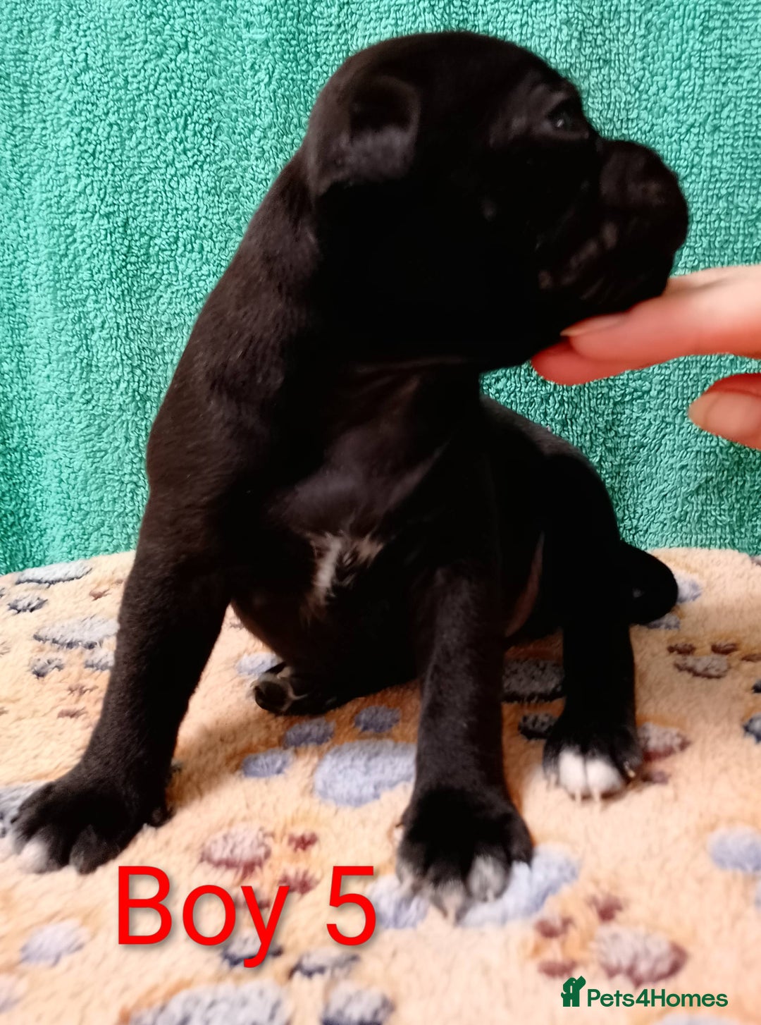 Staffordshire Bull Terrier dogs for sale: KC Registered Champions Bloodline Show Quality  - Image 12