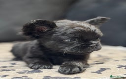 French Bulldog dogs for sale: Beautiful French Bulldogs Males  - Advert 5