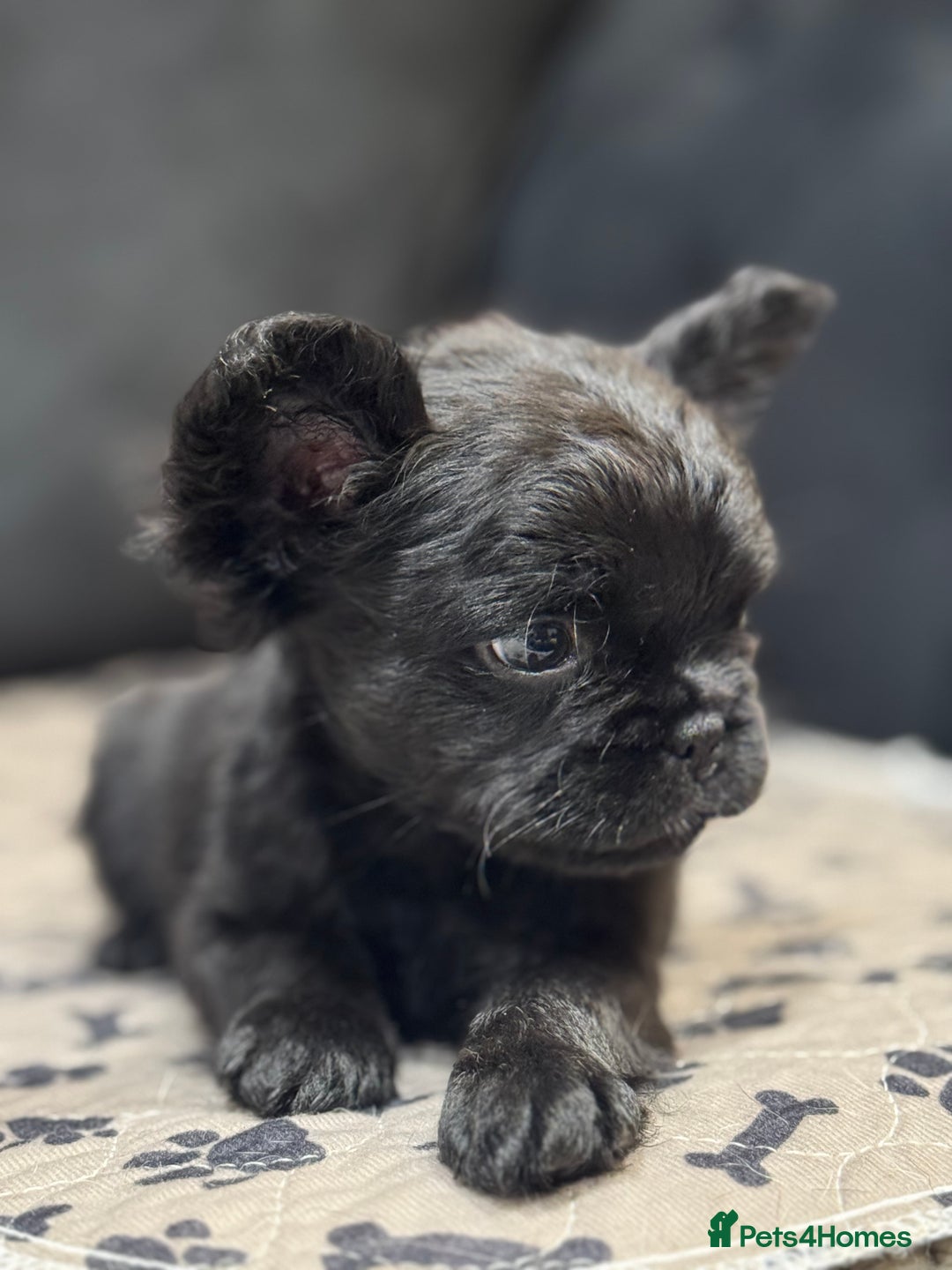 French Bulldog dogs for sale: Beautiful French Bulldogs Males  - Advert 5