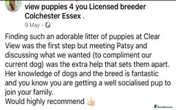 Cockapoo dogs for sale: 4⭐️Licensed Breeder Cockapoo Puppies - Image 33