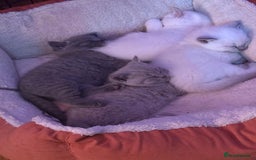 British Shorthair cats for sale: British shorthair kittens - Image 1