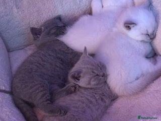 British Shorthair cats for sale - Advert 1