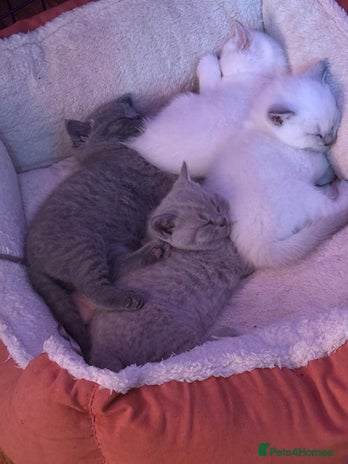 British Shorthair cats - Advert 1