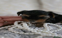 Yorkshire Terrier dogs for sale: Yorkshire terrier  - Image 3