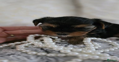Yorkshire Terrier dogs - Advert 7