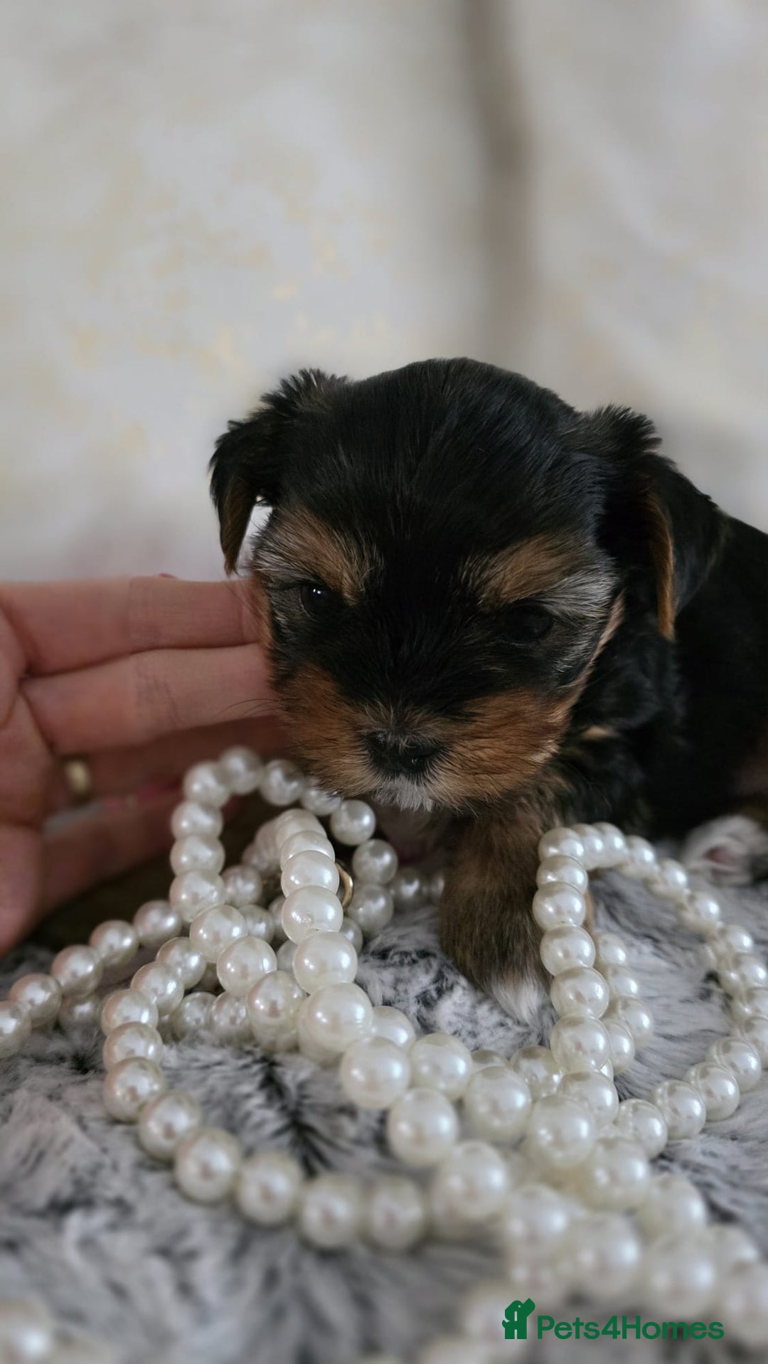 Yorkshire Terrier dogs for sale: Yorkshire terrier  - Image 3
