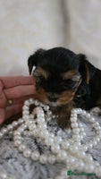 Yorkshire Terrier dogs - Advert 2