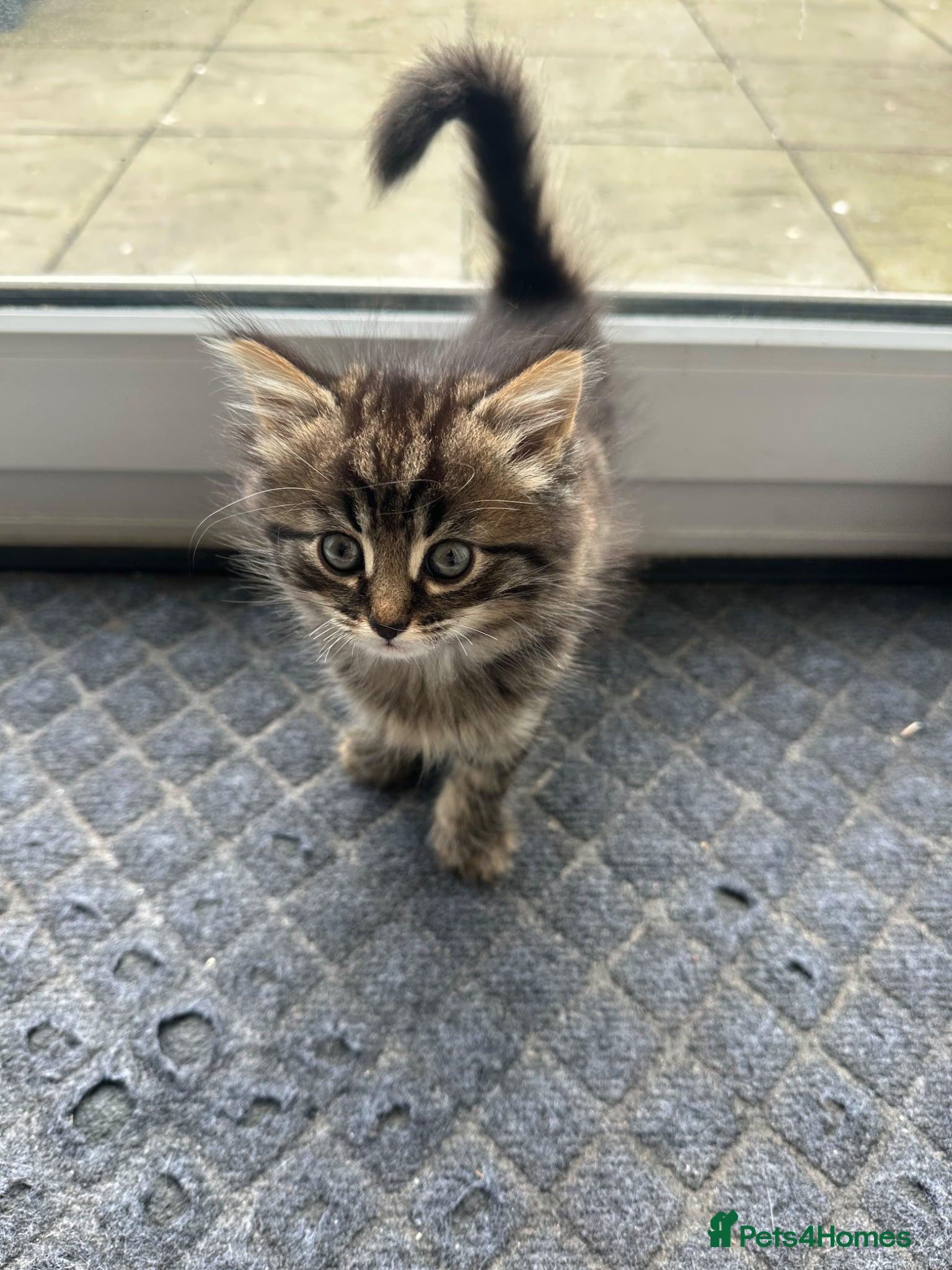 Mixed Breed cats Ready to Go 1 Male 1 Female Adorable Kittens - Advert 1