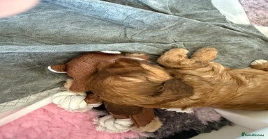 Cockapoo dogs - Advert 15