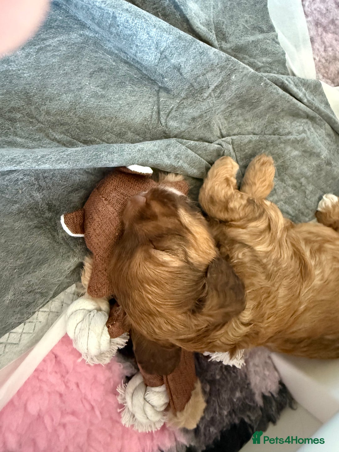 Cockapoo dogs for sale: F2bb Cockapoo Puppies-one red merle girl left ❤️ - Image 3
