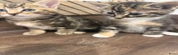 British Shorthair cats for sale: Kittens for Sale  in Luton - Advert 7