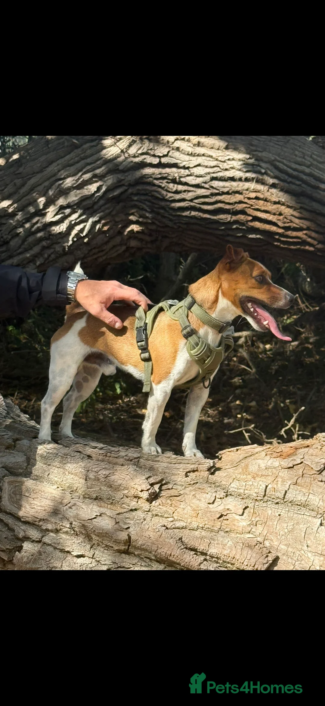 Jack Russell dogs for stud: Jack Russell stud available - Advert 1