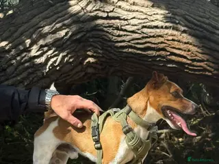 Jack Russell dogs Jack Russell stud available - Advert 2