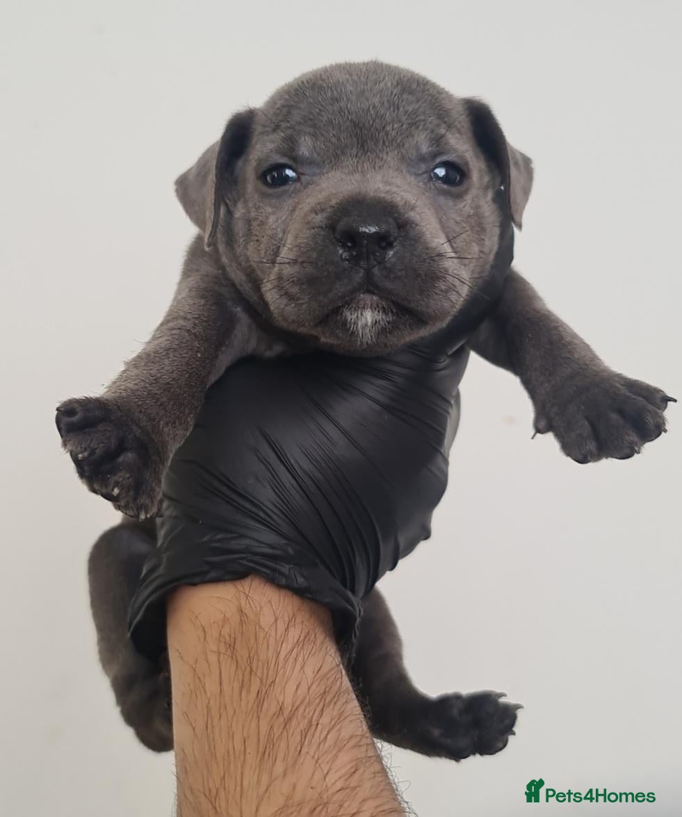 Staffordshire Bull Terrier dogs 🔴🔵⚫️Amazing Rainbow litter of Puppy's  - Advert 18