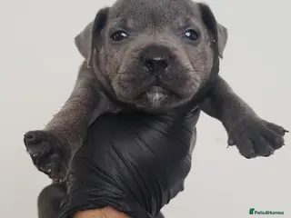 Staffordshire Bull Terrier dogs 🔴🔵⚫️Amazing Rainbow litter of Puppy's - Advert 18