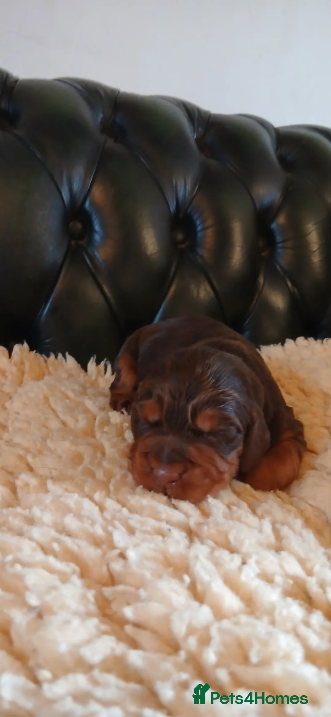 Cocker Spaniel dogs for sale: Kc Reg Health tested working Cocker spaniels  - Advert 18