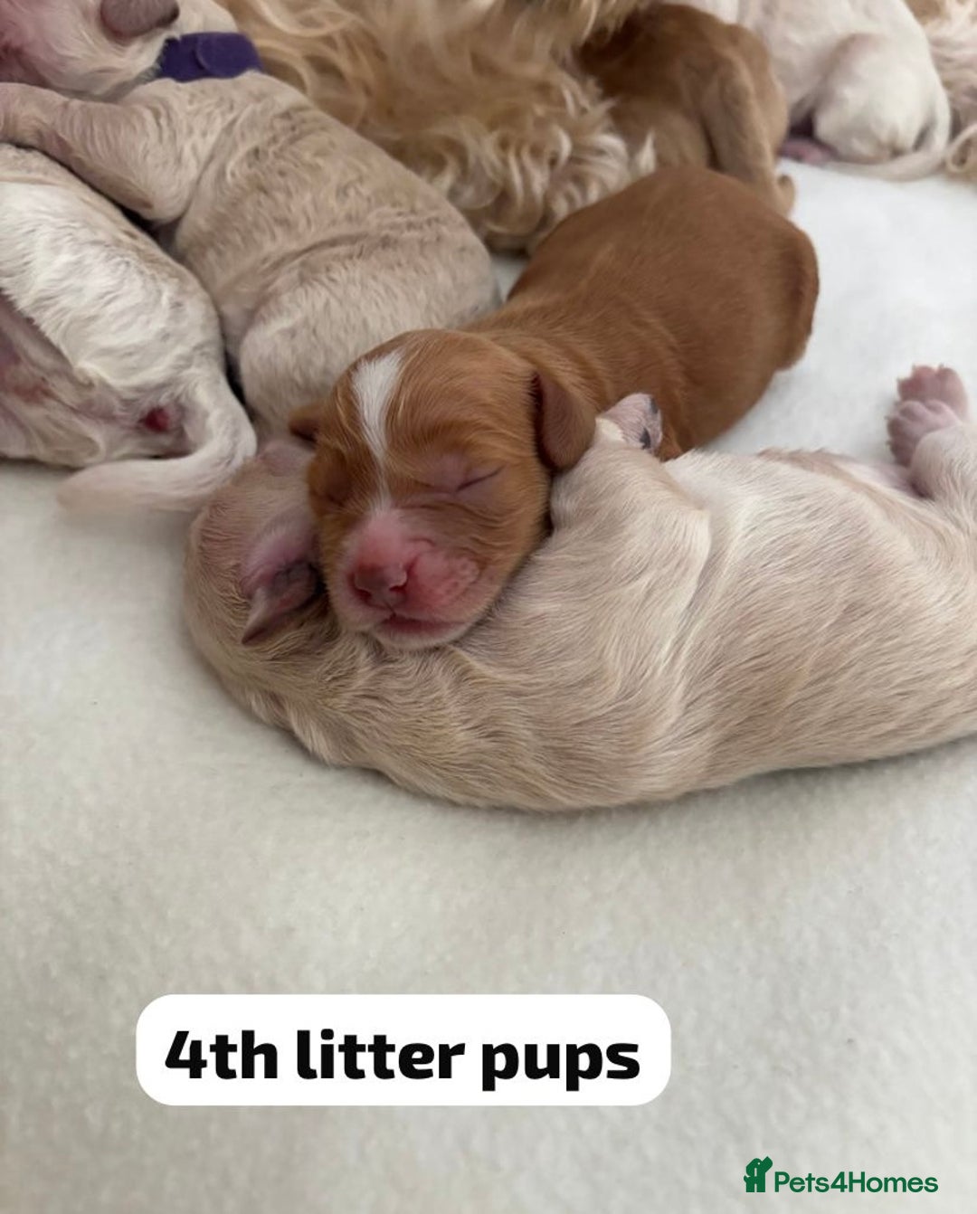 Cockapoo dogs for stud: F1b cockapoo for stud NOT FOR SALE - Image 31