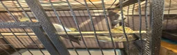 Cockatiels birds for sale: Aviary Cockatiels for sale - Advert 2